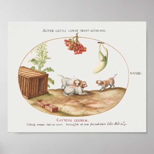 ヴィンテージポスター ポスター (正面)