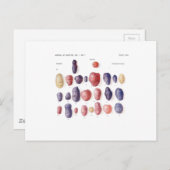 ヴィンテージポテトボタニカルプリント ポストカード (正面/裏面)