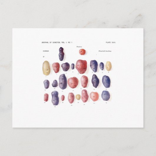 ヴィンテージポテトボタニカルプリント ポストカード (正面)