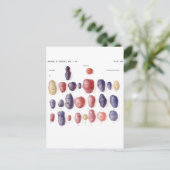 ヴィンテージポテト植物プリント ポストカード (スタンド正面)