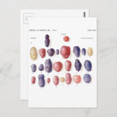 ヴィンテージポテト植物プリント ポストカード (正面/裏面)