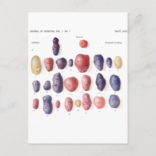 ヴィンテージポテト植物プリント ポストカード (正面)