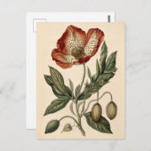 ヴィンテージポピーイラストレーション ポストカード (正面/裏面)