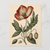 ヴィンテージポピーイラストレーション ポストカード (正面)
