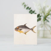 ヴィンテージポンパノフィッシュ – ゲームフィッシュ空白のテンプレート ポストカード (スタンド正面)