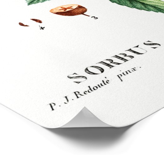 ヴィンテージマウンテンアッシュイラストレーション ポスター (角)