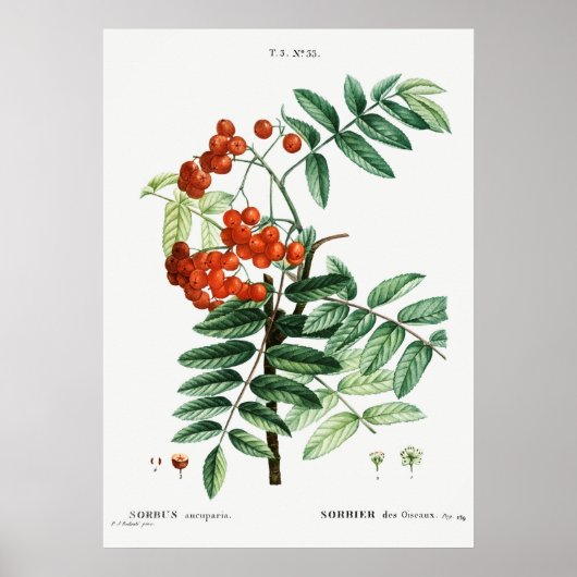 ヴィンテージマウンテンアッシュイラストレーション ポスター (正面)