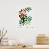 ヴィンテージマウンテンアッシュイラストレーション ポスター (キッチン)