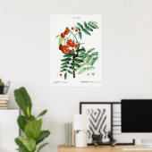 ヴィンテージマウンテンアッシュイラストレーション ポスター (ホームオフィス)