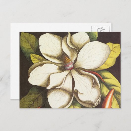 ヴィンテージマグノリアの種付き植物 ポストカード (正面/裏面)