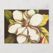 ヴィンテージマグノリアの種付き植物 ポストカード (正面)