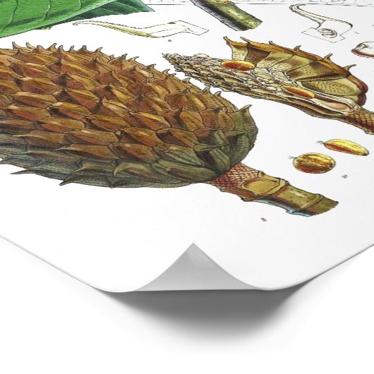 ヴィンテージマグノリアアートプリント#1ボタニカルウォールアート ポスター (角)