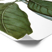 ヴィンテージマグノリアアートプリント#6ボタニカルウォールアート ポスター (角)