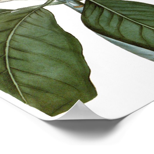 ヴィンテージマグノリアアートプリント#6ボタニカルウォールアート ポスター (角)