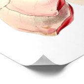 ヴィンテージマグノリア絵画ズバイブリティッシュ・ボタニスト ポスター (角)