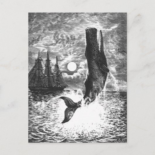 ヴィンテージマッコウクジラの漂白、海洋生物 ポストカード (正面)