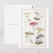 ヴィンテージマッシュルームオブザビーチウッズイラストレーション ポストカード (正面/裏面)