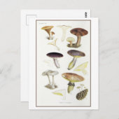 ヴィンテージマッシュルームオブザモールウッズイラストレーション ポストカード (正面/裏面)