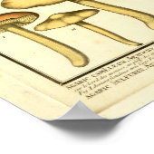 ヴィンテージマッシュルームグリーンイエローフランスのアートプリント ポスター (角)