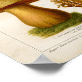 ヴィンテージマッシュルームピルズバラエティレッドグリーンプリント ポスター (角)