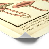 ヴィンテージマッシュルームブラウンピンクフランスのアートプリント ポスター (角)