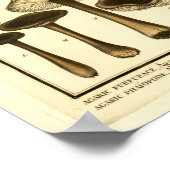 ヴィンテージマッシュルームブラウンブラックフランスのアートプリント ポスター (角)