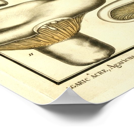 ヴィンテージマッシュルームブラウンホワイトアフランスのートプリント ポスター (角)