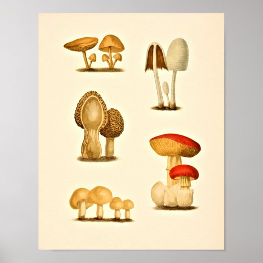 ヴィンテージマッシュルーム品種アートプリントレッドイエロー ポスター (正面)