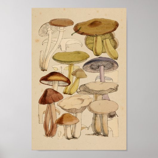 ヴィンテージマッシュルーム品種グリーンパープルアートプリント ポスター (正面)