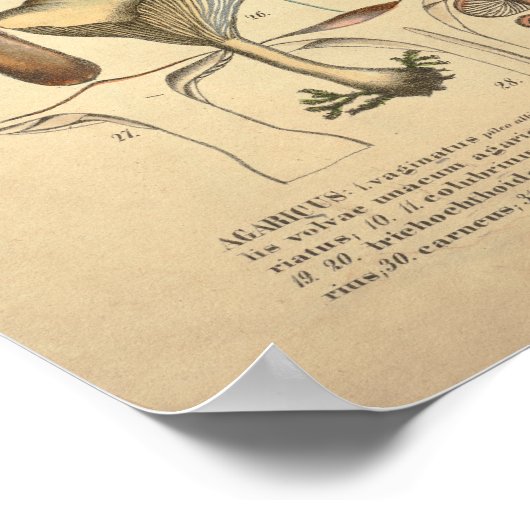 ヴィンテージマッシュルーム品種レッドイエロープリント ポスター (角)