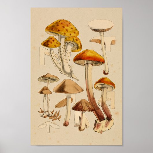 ヴィンテージマッシュルーム品種レッドオレンジアートプリント ポスター (正面)