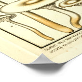 ヴィンテージマッシュルーム白フランスの真菌プリント ポスター (角)