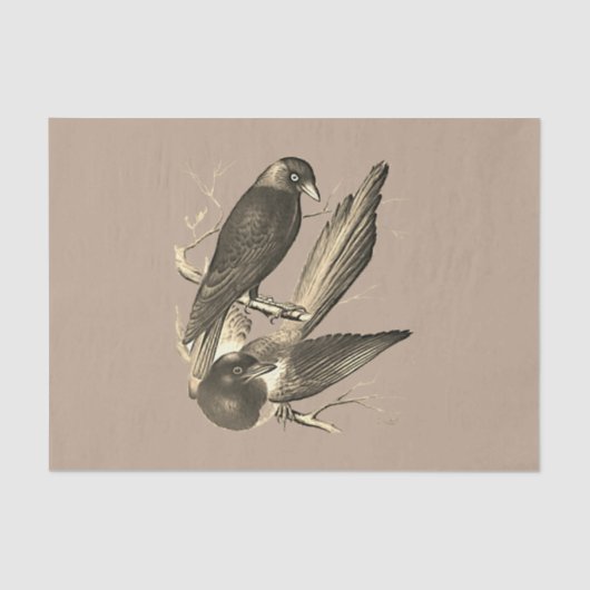 ヴィンテージマッピーとジャックdaw - sepia 薄葉紙 (正面)