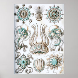 ヴィンテージマリンライフイラストレーション ポスター