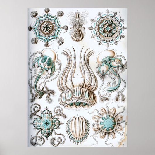 ヴィンテージマリンライフイラストレーション ポスター (正面)