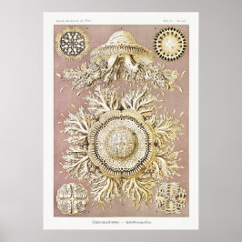 ヴィンテージマリンライフイラストレーション ポスター