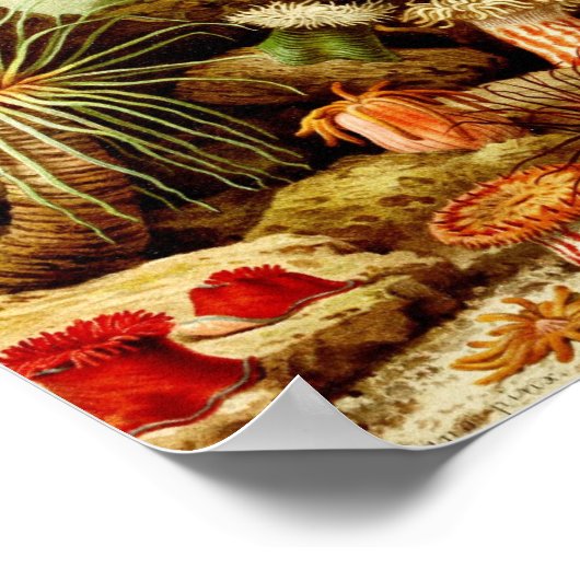 ヴィンテージマリンライフイラストレーション ポスター (角)