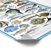 ヴィンテージマリンライフイラストレーション ポスター (角)