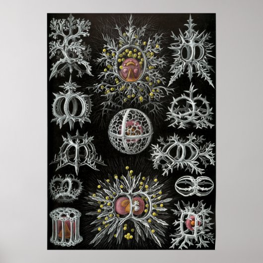 ヴィンテージマリンライフイラストレーション ポスター (正面)