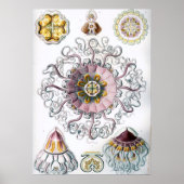 ヴィンテージマリンライフイラストレーション ポスター (正面)