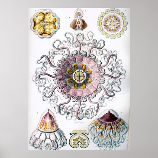 ヴィンテージマリンライフイラストレーション ポスター (正面)