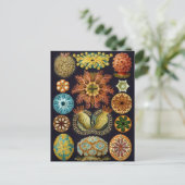 ヴィンテージマリンライフイラストレーション ポストカード (スタンド正面)