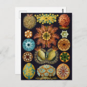 ヴィンテージマリンライフイラストレーション ポストカード (正面/裏面)