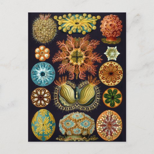 ヴィンテージマリンライフイラストレーション ポストカード (正面)