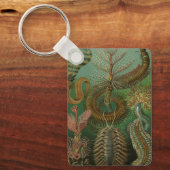 ヴィンテージミズアニッドチェトポダバイエルンストハエッケル キーホルダー (正面)