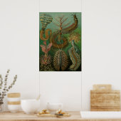 ヴィンテージミズアニッドチェトポダバイエルンストハエッケル ポスター (キッチン)