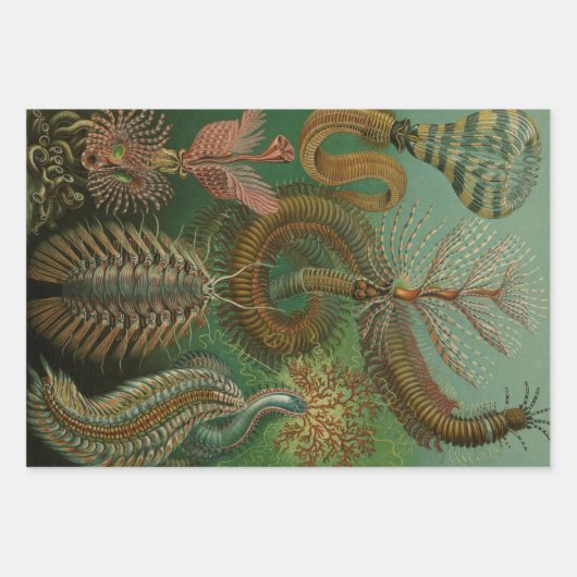 ヴィンテージミズアニッドチェトポダバイエルンストハエッケル ラッピングペーパーシート (正面3)