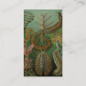 ヴィンテージミズアニッドチェトポダバイエルンストハエッケル 名刺 (裏面)