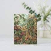 ヴィンテージムッシナ、モスプラントバイエルンスト・ヘイケル ポストカード (スタンド正面)