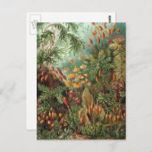 ヴィンテージムッシナ、モスプラントバイエルンスト・ヘイケル ポストカード (正面/裏面)